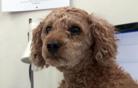 七岁贵宾犬被陌生人抱走，被找到后竟变成这样，主人不忍哭成泪人