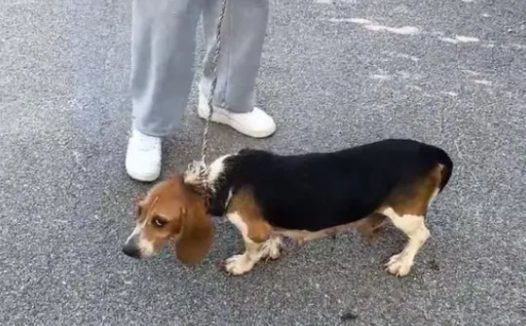 比格犬也难免沦为烂脖子交易品,狗主:想养狗就买,不养就卖