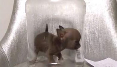 这狗狗很小了,放陶罐里都能养,好怕一臀部坐死!