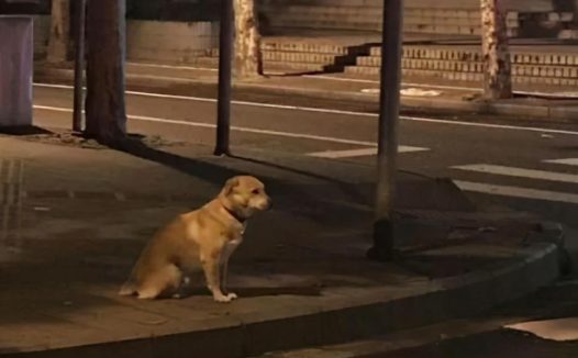 狗狗走丢后,该去哪里找?它们很可能会在这几个地方!