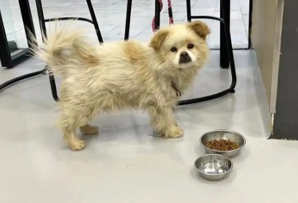 那只被丢在机场,四处寻找主人的狗狗,没找到主人却有了家