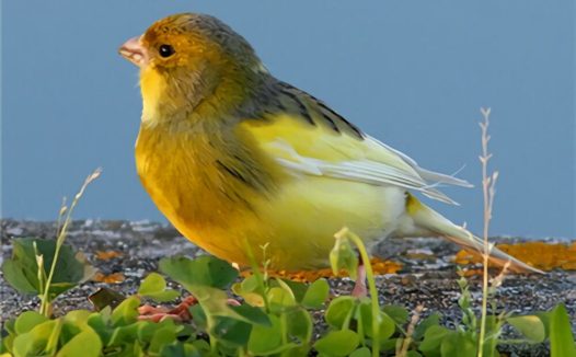 金丝雀身份信息