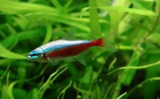 血翅鱼身份信息