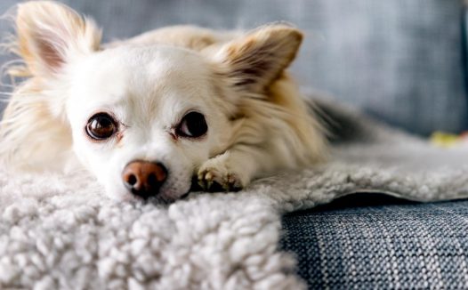 史宾格犬被丢在路边，拖着后腿追赶主人，主人头也不回转身离开