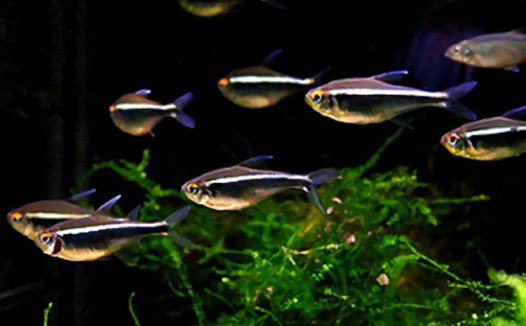 黑莲灯身份信息