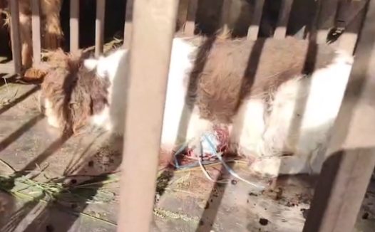 因为咬死了鹅,史宾格被砍下腿后卖上狗肉车