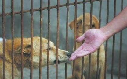 收养所里的狗生百态，它们眼中没了悲伤与祈求，只剩下麻木