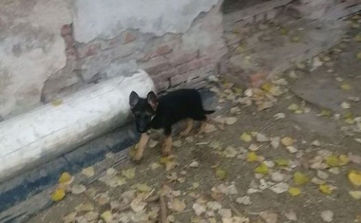 自小刚开始塑造德牧放羊，未来把羊群交到它，狗：挺有工作压力！