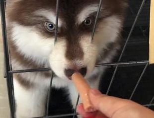 一看到香肠，阿拉斯加犬的智力不停往降低！