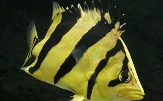 泰国虎身份信息