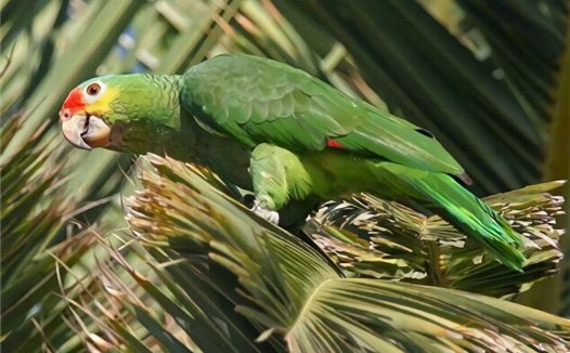 红额金刚鹦鹉身份信息