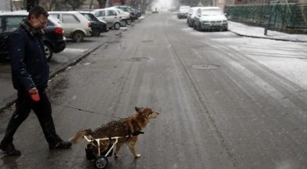 塞尔维亚“程序猿”为伤残宠物狗自制轮椅