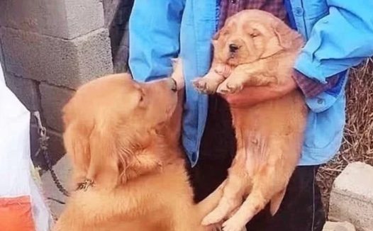 男子想卖掉小金毛，却被狗妈看见了，它的模样让人再也不忍心了