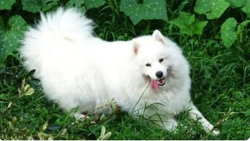 郑州一社区全面禁止养狗:30号前不把狗狗送走,就会有人上门处理