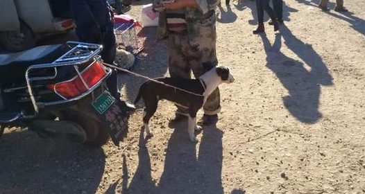 狗市少见的牛头梗，商贩喊价1300元，男子表示最多1000元！