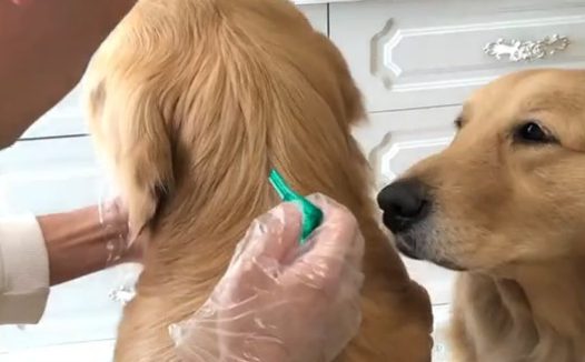 主人家细心帮金毛除除虫，金毛踏踏实实瘫坐，网民：这狗太放心