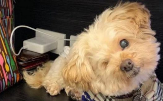 狗狗青光眼被摘除眼睛,主人和男友:努力成为它的“眼睛”!