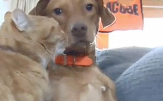 一对猫狗好友监视器下,现窝心举动,网民:极可爱