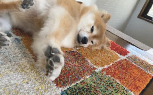 网友想给狗狗拍照，它却用双爪将脸捂了起來，仿佛羞涩的女孩呀！