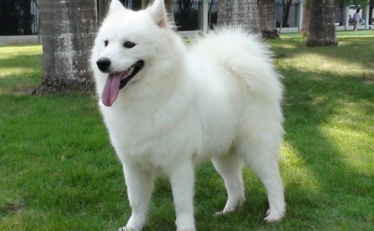 广东地区萨摩耶犬价格揭秘:1200元到8800元不等,谨防受骗