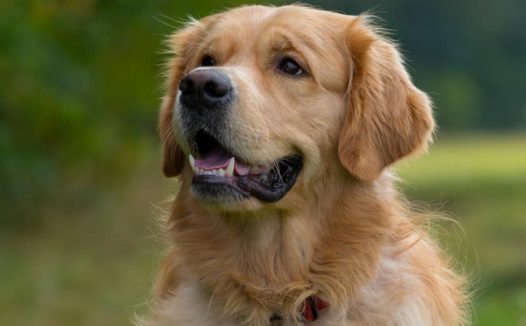 未戴嘴套金毛犬挣脱牵引绳咬伤泰迪犬,金毛犬主人被判全责