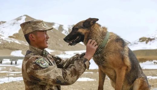 军犬“憨豆”，已在边防巡逻三千公里