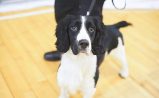 从流浪犬到军犬，尼克斯的逆袭之路经典励志！