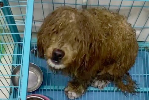 爪子都被冻住的流浪狗,大雪天向店老板求助