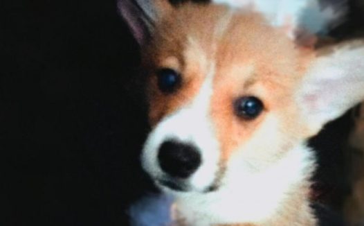 忧郁症患者与小狗家世十分一致，二者竟同用一只眼睛看光辉？感人至深！