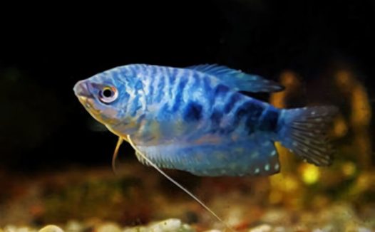 蓝星鱼身份信息