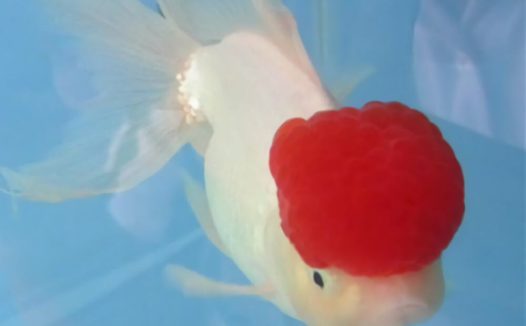 鹤顶红金鱼身份信息