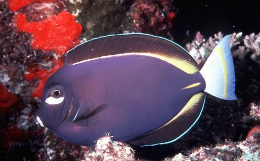 五彩吊身份信息