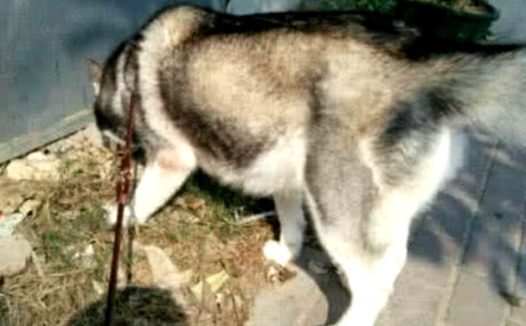 精心照料孕期二哈,惦记着把小宝宝全养着,狗宝出世后主人却痛哭