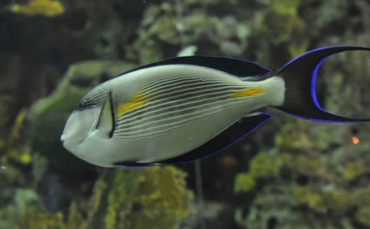 红海骑士身份信息