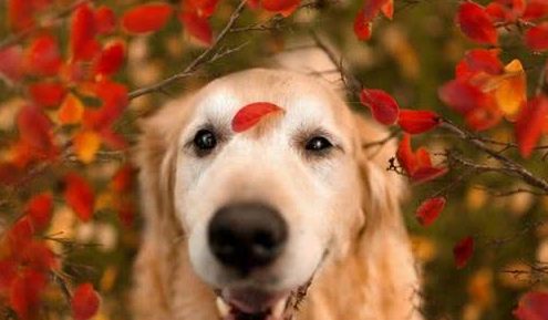 狗狗为什么会和人类的关系那么好？科学家终于诠释清楚其中原因