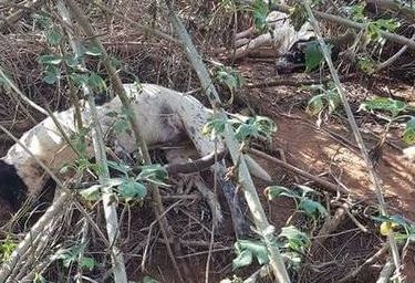 龙井东海里惊传毒狗 10多只流浪狗暴毙