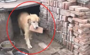 带金毛回农村，被当做小土狗养了数月，狗狗日渐削瘦