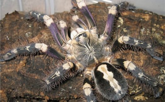 象牙华丽雨林身份信息