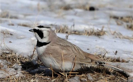 角百灵身份信息