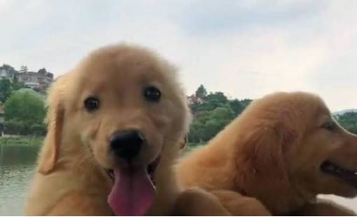 主人给小金毛喂空气,一旁的小狗崽眼红:主人,我也要吃空气…