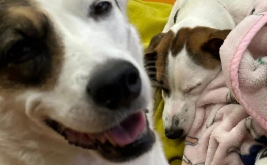 刚领养的狗狗竟和原住民越看越像，更有缘分的是…果然一家人！