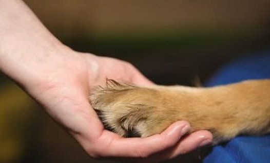 萌宠（狗狗）沟通方式全揭秘：学会这几招，日常交流无压力！