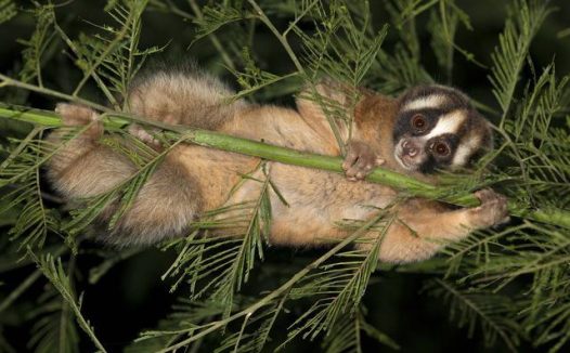 胳膊肘能分泌毒素的懒猴,用犬齿沾毒液,专咬“自己人”
