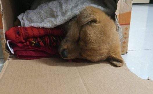 外出遇到只小流浪狗，男孩儿一挨近小家伙就趴土里没动，让人心痛