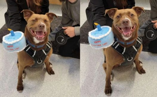 收容所等待了279天的狗，得知自己被领养后…这个笑容太感人了！