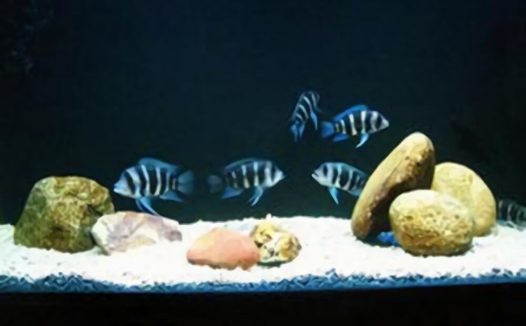 短鼻六间鱼身份信息