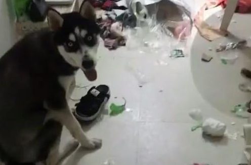 哈士奇独自待在家半天，主人开门后，立马打电话邀请朋友吃狗肉！