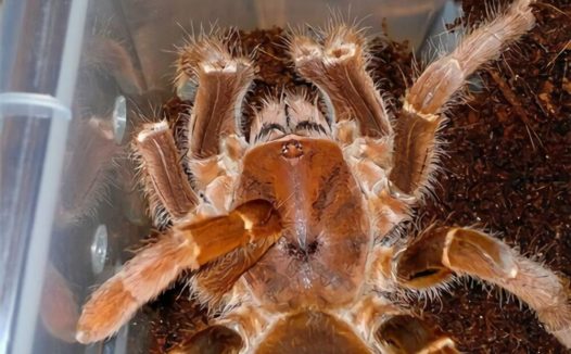 铁锈红巴布身份信息