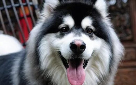 警察发现了只走丢的阿拉斯加,没想狗狗是个大胃王,差点吃穷自己