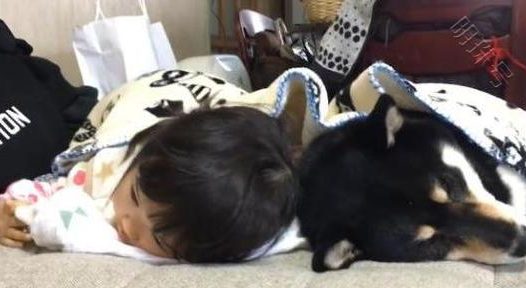宝宝多久能和宠物狗一起玩?狗狗:小主人快睡吧